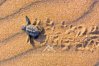 Turtles come during the period of May to August to lay their eggs on Cyprus beaches.